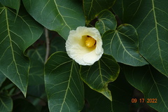 Thespesia populnea