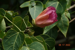 Thespesia populnea