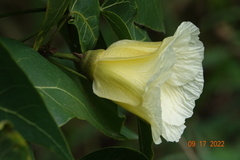 Thespesia populnea