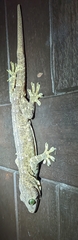 Gekko albofasciolatus