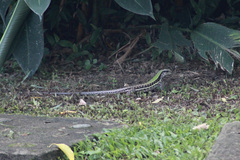 Ameiva atrigularis
