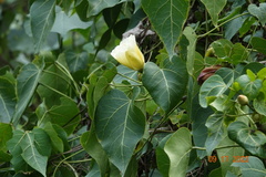 Thespesia populnea