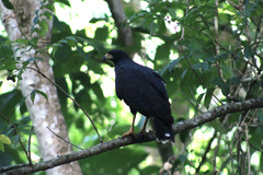 Buteogallus urubitinga