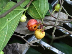 Ficus irisana