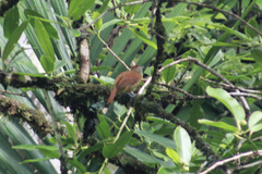 Thamnophilus doliatus