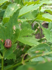 Graphosoma italicum