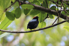 Chiroxiphia pareola