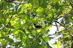 Chiroxiphia pareola