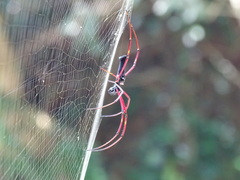 Nephila pilipes
