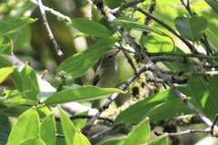 Vireo chivi