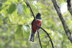 Trogon collaris