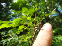 Sympetrum frequens