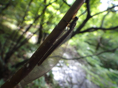 Myrmeleon formicarius