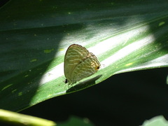 Jamides alecto dromicus