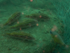 Parupeneus biaculeatus