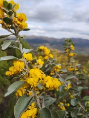 Stirtonanthus taylorianus