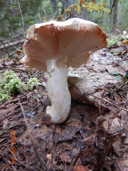 Russulaceae