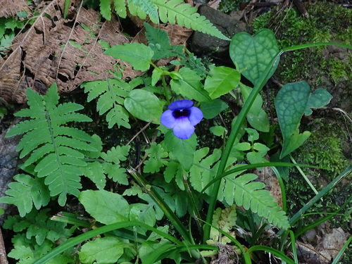 Torenia concolor, photograph 1