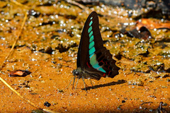 Graphium sarpedon connectens
