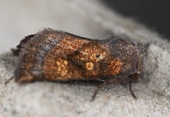 Papaipema impecuniosa
