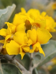 Stirtonanthus taylorianus