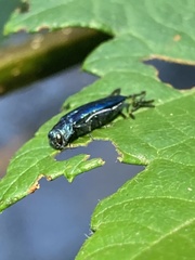 Agrilinae