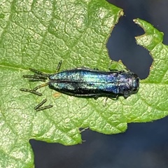 Agrilinae