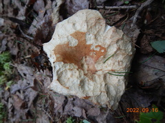 Russulaceae