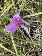 Colchicum autumnale