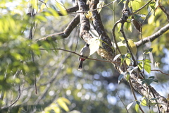 Pycnonotus aurigaster
