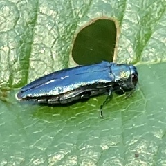 Agrilinae
