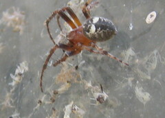 Araneus nordmanni