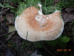 Russulaceae