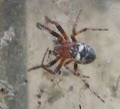 Araneus nordmanni