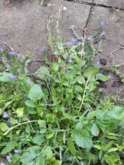 Echium plantagineum