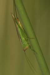 Orchelimum concinnum