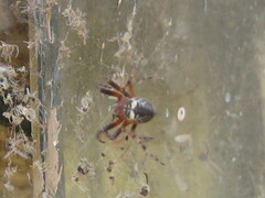 Araneus nordmanni
