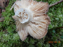 Russulaceae