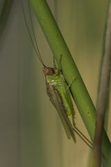 Orchelimum concinnum