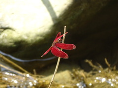 Neurothemis taiwanensis