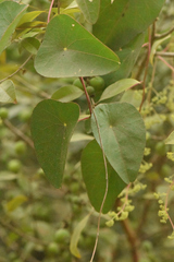 Cissampelos sympodialis