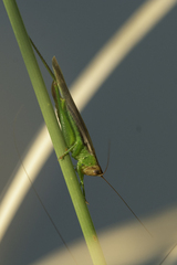 Orchelimum concinnum