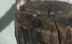 Xylocopa frontalis