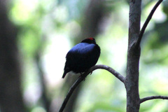 Chiroxiphia pareola