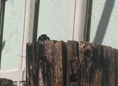 Xylocopa frontalis
