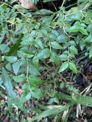 Damnacanthus indicus
