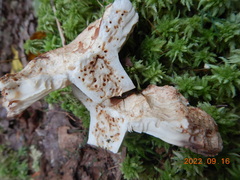 Russulaceae