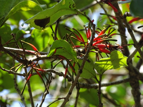 Taxillus liquidambaricola