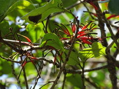 Taxillus liquidambaricola