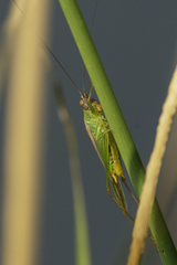 Orchelimum concinnum